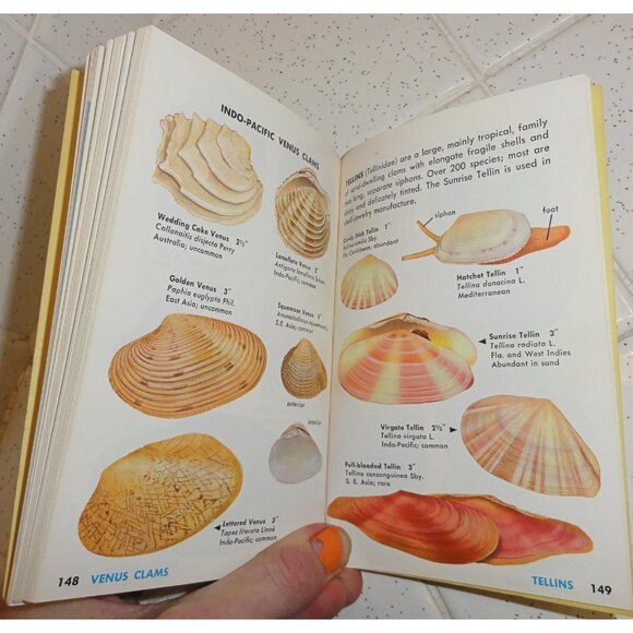 Vintage Seashells of the World Book 1962 A Golden Guide clear Lucite book stand - Picture 13 of 16